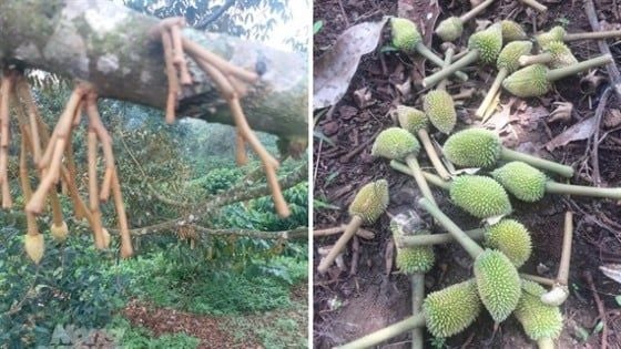 Cây vàng lá, cằn cỗi, ra đọt chậm