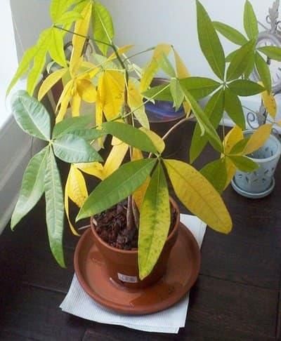 Cây vàng lá, cằn cỗi, ra đọt chậm