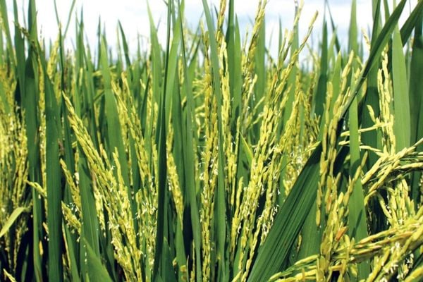 Giai đoạn làm đòng – trổ