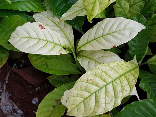 thiếu trung lượng