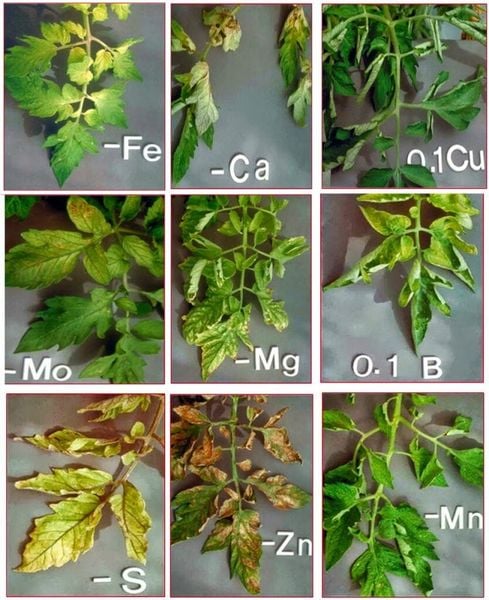thiếu trung vi lượng