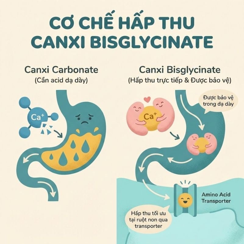 nhathuocvietnhat.vn - Cơ chế hấp thu của Canxi Bisglycinate