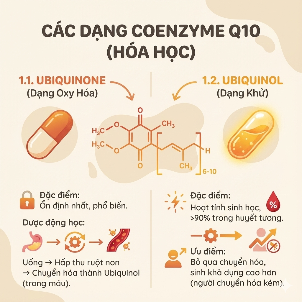 nhathuocvietnhat.vn-Các dạng hoá học (chuyển hoá) của CoEnzyme Q10 là Ubiquinone vs Ubiquinol