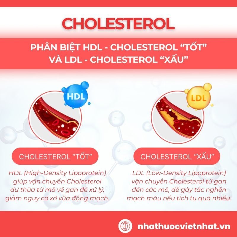 nhathuocvietnhat.vn - Phân biệt LDL cholesterol và HDL cholesterol