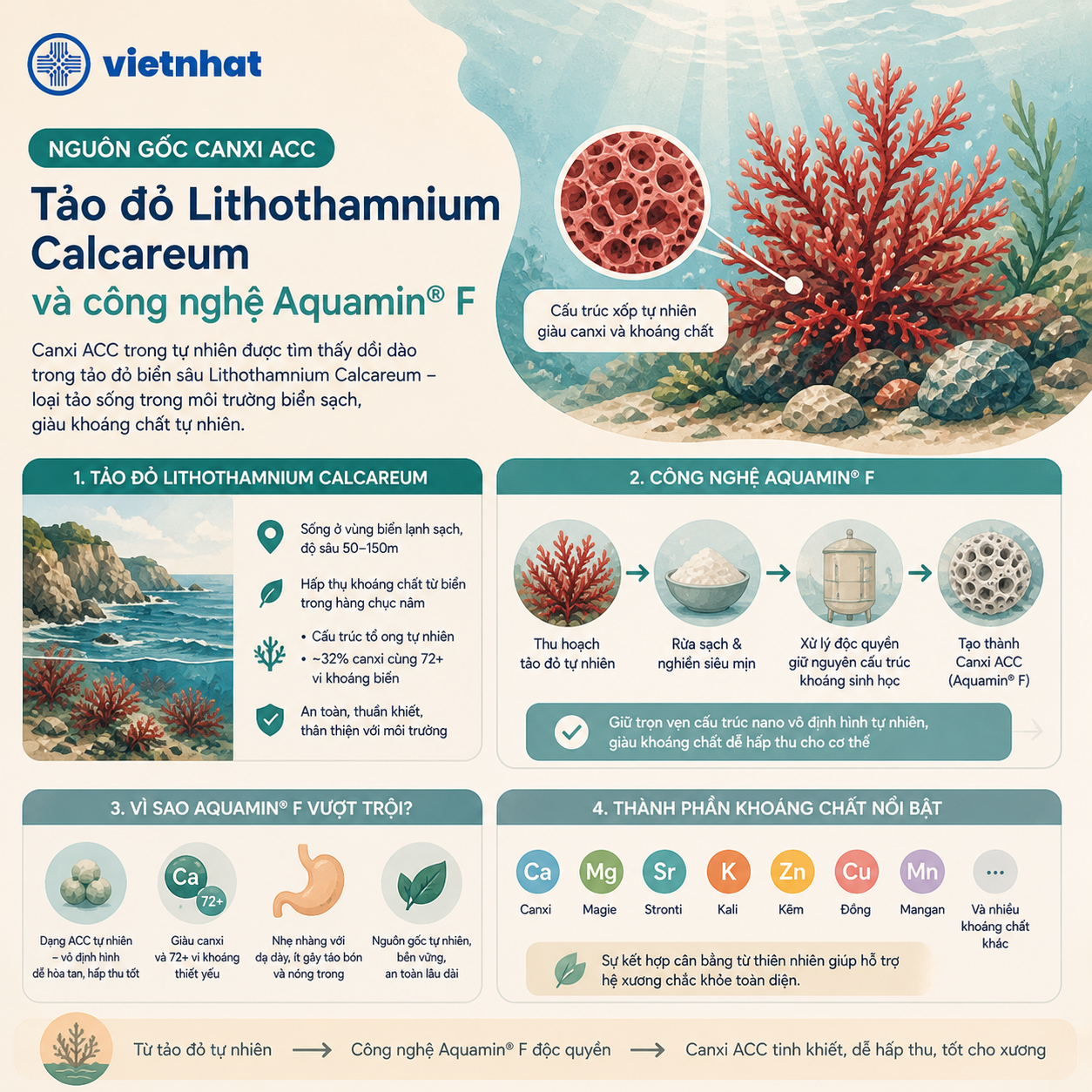 nhathuocvietnhat.vn-Nguồn gốc Canxi ACC: Tảo đỏ Lithothamnium Calcareum và công nghệ Aquamin F