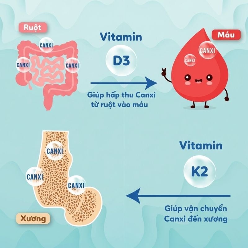 nhathuocvietnhat.vn - Vitamin D3 và K2 là cặp đôi quan trọng giúp tối ưu hóa hấp thu và vận chuyển canxi vào xương.