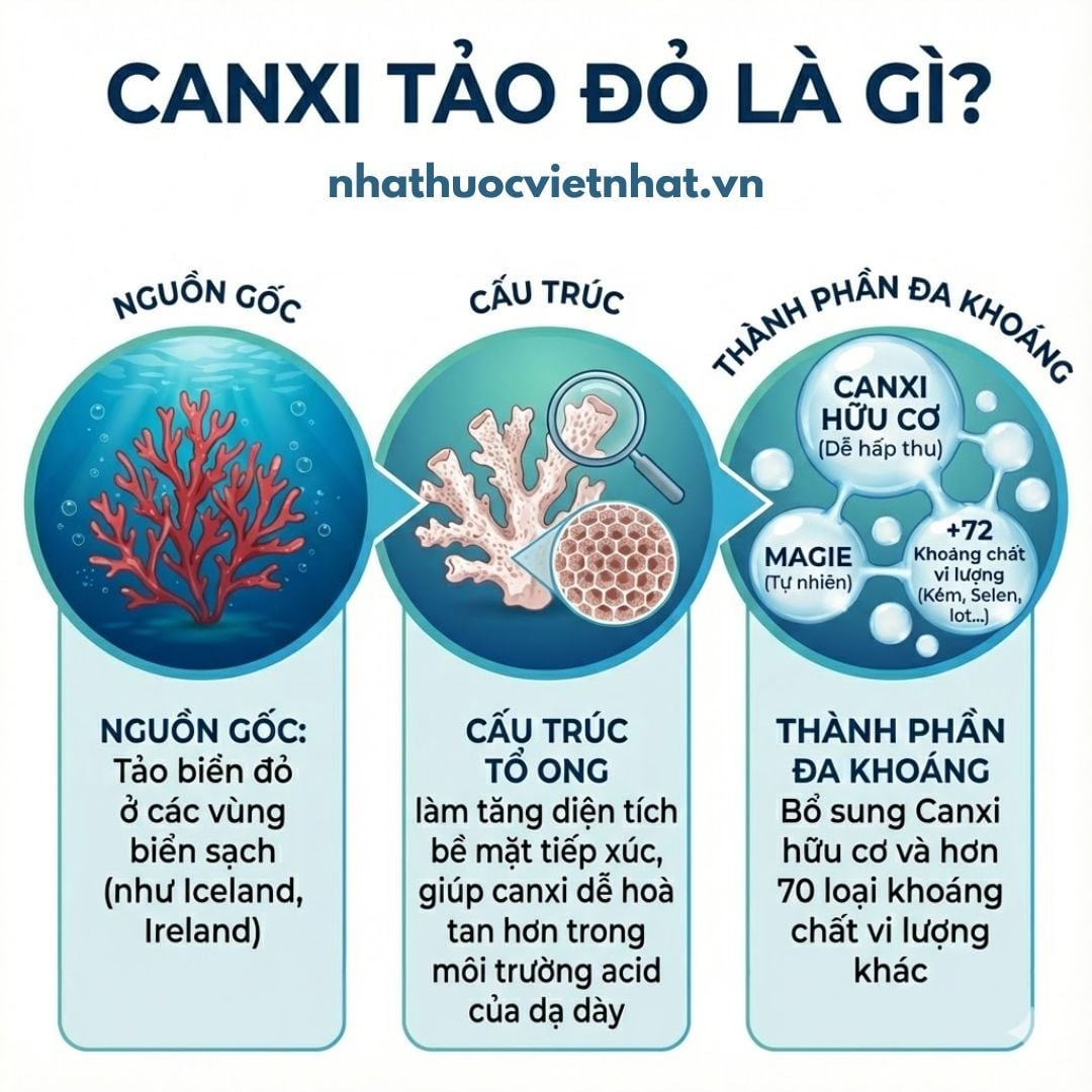 nhathuocvietnhat.vn - Canxi tảo đỏ, là canxi hữu cơ được chiết xuất từ tảo biển đỏ, giàu canxi, magie và các khoáng chất vi lượng khác