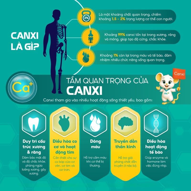 nhathuocvietnhat.vn - Canxi là một loại khoáng chất có vai trò rất quan trọng trong cơ thể người.