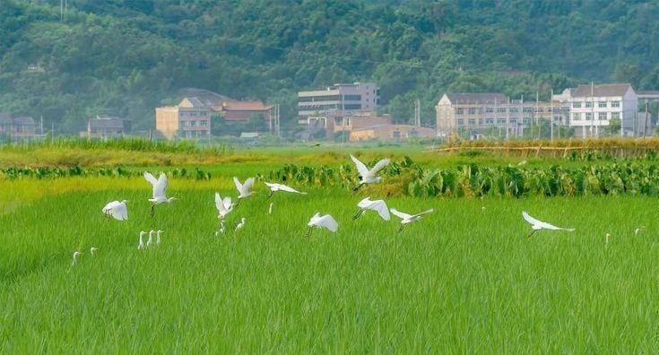 Hình nền máy tính chill Thiên nhiên tĩnh lặng