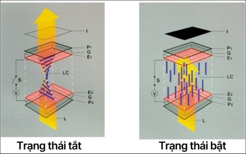 Các tinh thể lỏng xoắn lại để chặn ánh sáng và duỗi thẳng để cho ánh sáng đi qua