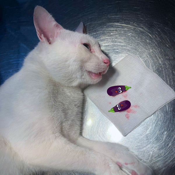 Triệt sản chó mèo là thủ thuật y khoa nhằm loại bỏ hoặc vô hiệu hóa chức năng sinh sản của thú cưng