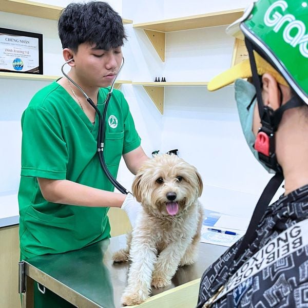 Nếu chó mèo bị nôn ói, tiêu chảy sau khi tiêm thì chủ nuôi cần đưa ngay đến bệnh viện để xử lý kịp thời