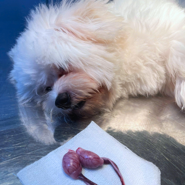 Triệt sản chó mèo giúp cải thiện hành vi và tâm lý thú cưng