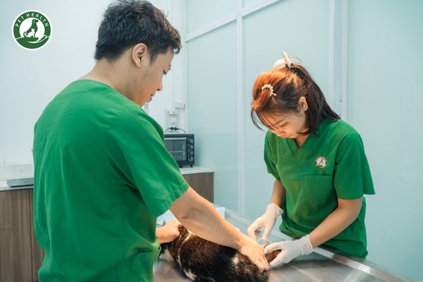 PetHealth dịch vụ phẫu thuật hiện đại, an toàn