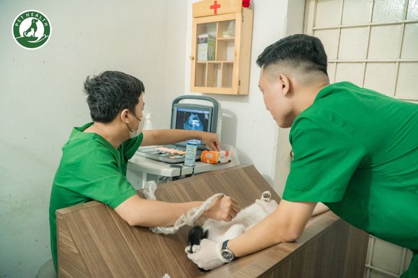 bệnh viện thú y 24/7 PethHealth sở hữu cơ sở vật chất hiện đại