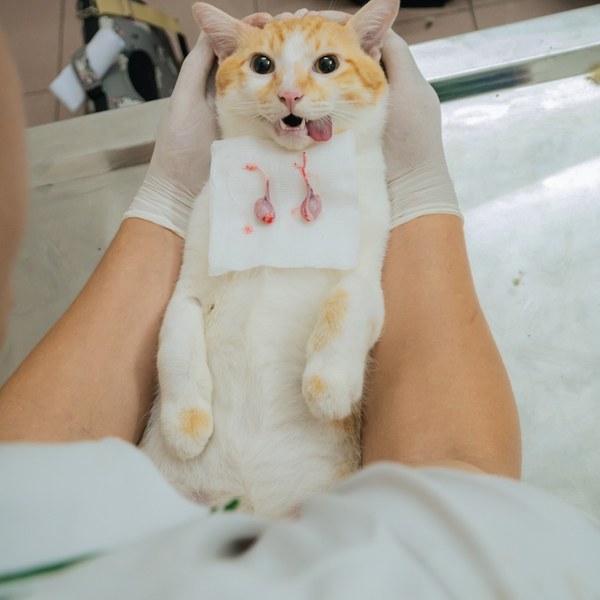 Triệt sản chó mèo giúp kiểm soát hành vi sinh sản tràn lan