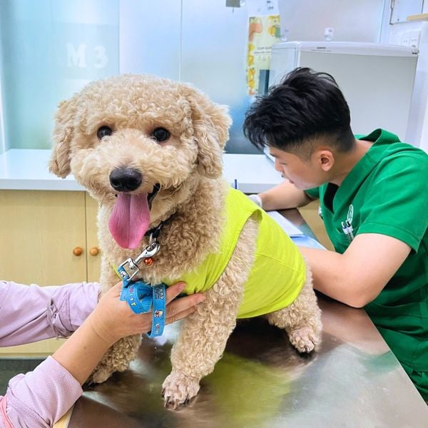 Chó mèo hay gặp các bệnh hô hấp