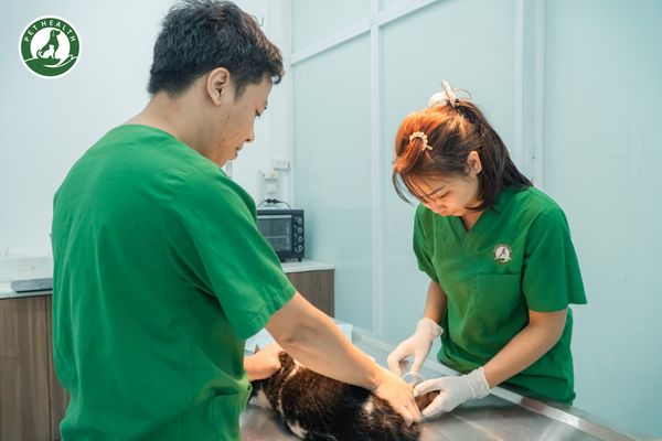 Bệnh viện thú y PetHealth được đông đảo khách hàng tin chọn nhờ dịch vụ đa dạng