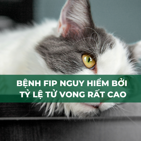 Bệnh fip mèo nguy hiểm vì tỷ lệ tử vong rất cao