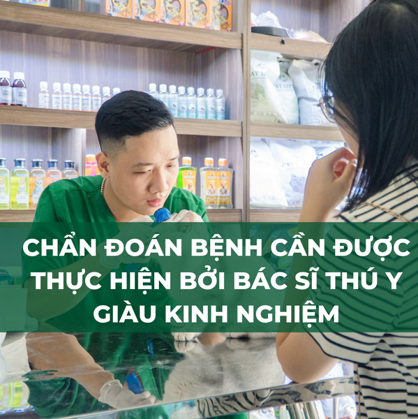 Bệnh fip mèo cần được chẩn đoán bởi bác sĩ thú y giàu kinh nghiệm