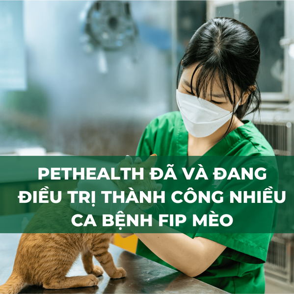 Bệnh fip mèo đã và đang được bệnh viện thú y điều trị thành công