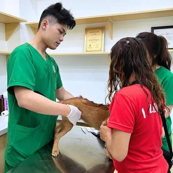 Chó mèo hay gặp các bệnh tiêu hoá