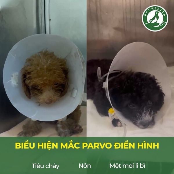 Bệnh Pravo ở chó thường có biểu hiện, nôn mửa, sốt cao giai đoạn đầu