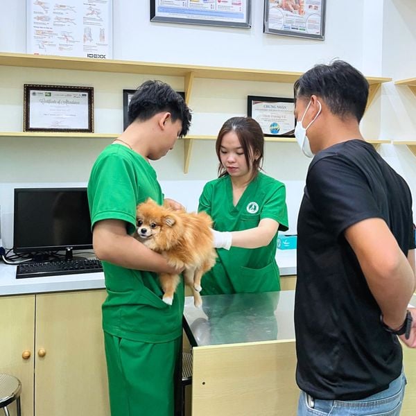 Bệnh Pravo ở chó thường được chẩn đoán bằng cách xét nghiệm phân