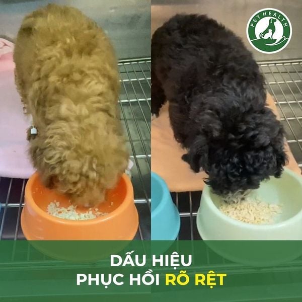 Bệnh Pravo ở chó rất nguy hiểm nên cần được theo dõi sát sao bởi bác sĩ