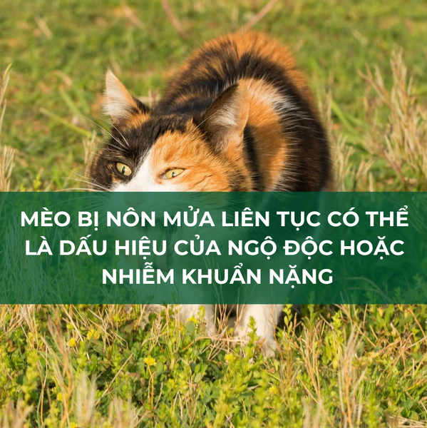Khi mèo nôn mửa liên tục chủ nuôi cần đưa mèo đi bệnh viện thú y ngay lập tức