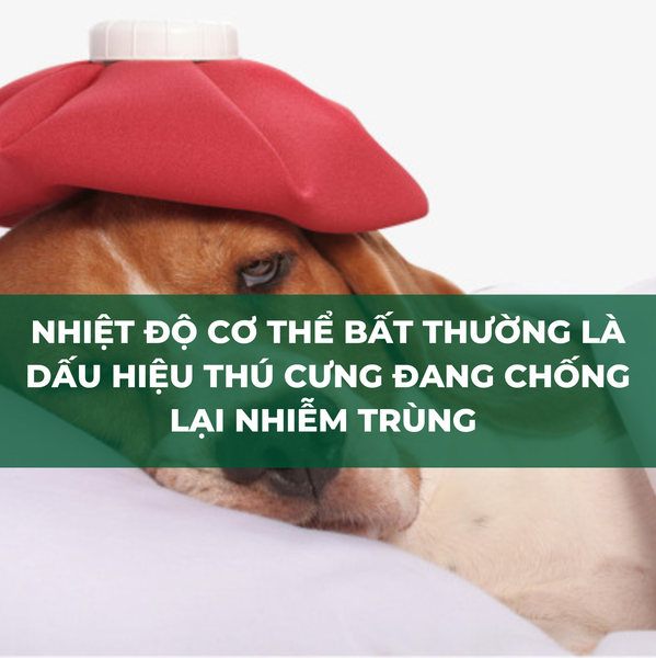 Khi thay đổi nhiệt độ thất thường chủ nuôi cần đưa mèo đi bệnh viện thú y ngay lập tức