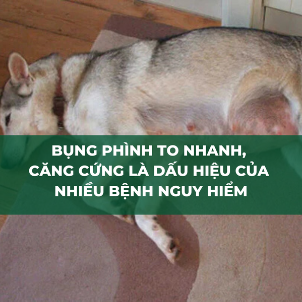 Khi thú cưng chướng bụng, bụng to nhanh bất thường chủ nuôi cần đưa mèo đi bệnh viện thú y ngay lập tức