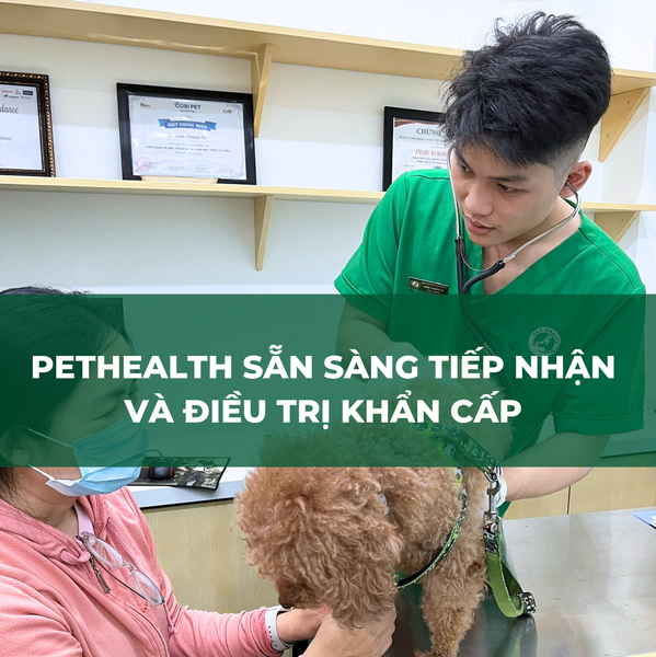 Bệnh viện thú y PetHealth đảm bảo đáp ứng được việc tham khám và điều trị kịp thời cho thú cưng