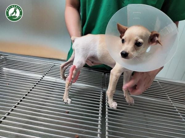 Bệnh viện thú y đóng vai trò quan trọng trong việc giúp chó mèo phục hồi sau spa và phẫu thuật