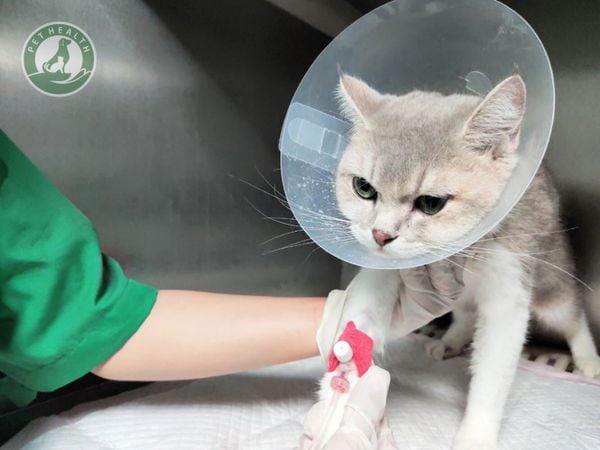 Chăm sóc chó mèo sau spa hay phẫu thuật đều là bước vô cùng quan trọng