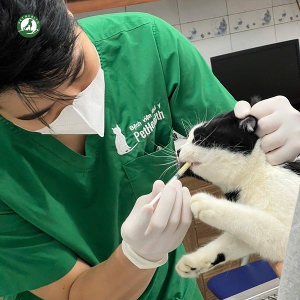 Phòng khám thú y PetHealth có quy trình khám và điều trị chuyên nghiệp