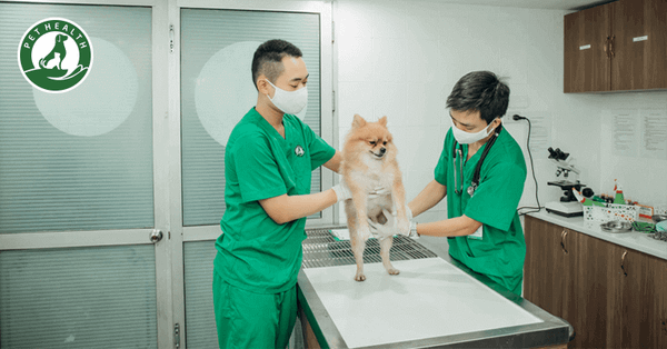 Bệnh viện thú y có dịch vụ khám và điều trị toàn diện cho thú cưng