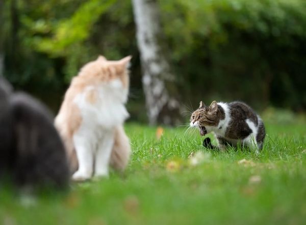 Khi mèo bị nôn nên đưa bé đi khám bệnh viện thú y ngay