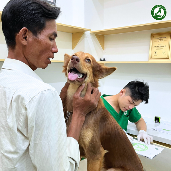 Khám thú cưng tại PetHealth chủ nuôi có thể yên tâm với quy trình nhanh, hiệu quả và an toàn