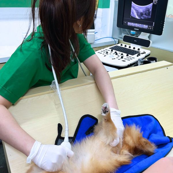 Khám thú cưng tại PetHealth bác sĩ sẽ khám tổng quát nhiều bước để phát hiện bệnh