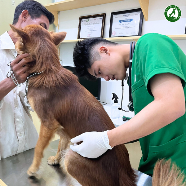 Khám tổng quát sẽ giúp phát hiện sớm nguy cơ các bệnh cho thú cưng