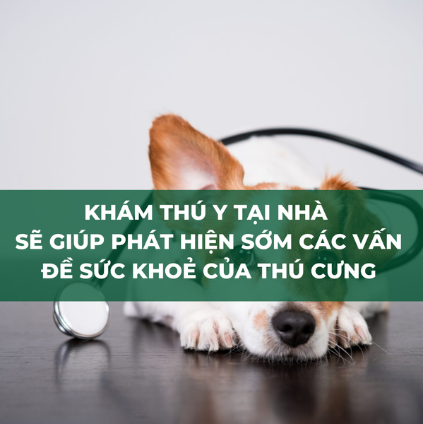Khám thú y tại nhà có thể phát hiện sớm các bệnh của thú cưng