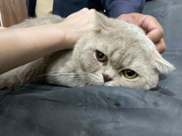 Khám thú y tại nhà có thể áp dụng với nhiều trường hợp