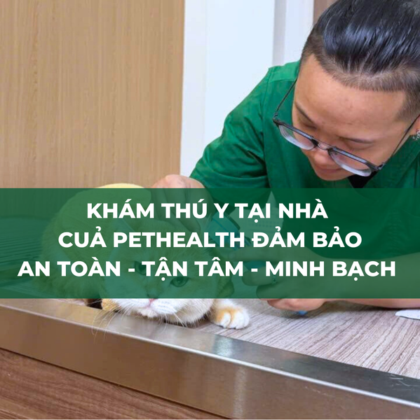Khám thú y tại nhà PetHealth