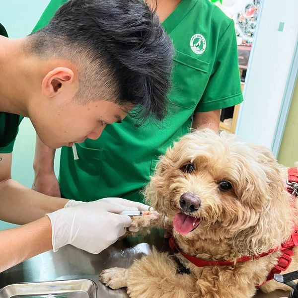 Khám thú y tại nhà đều được thực hiện theo quy trình chỉn chu và khoa học theo chuẩn thú y