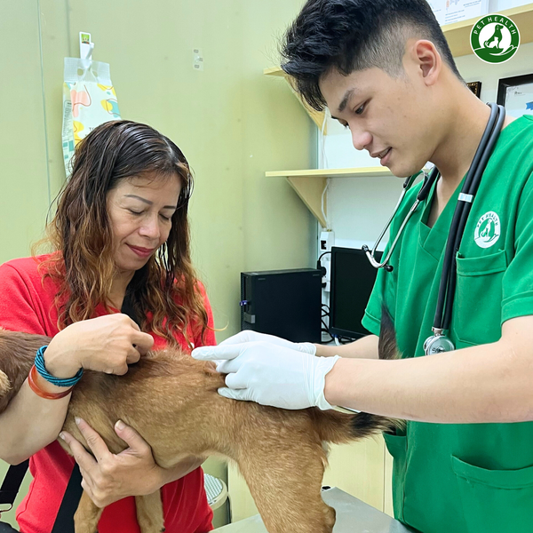 Khám thú y tại nhà PetHealth có quy trình khám chuẩn bệnh viện