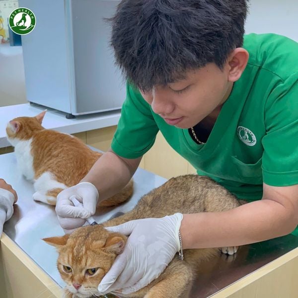 Khám thú y tại nhà PetHealth phù hợp với nhiều tình huống bệnh của thú cưng