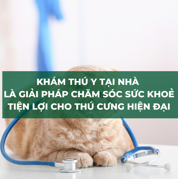 Khám thú y tại nhà là dịch vụ rất nhiều chủ nuôi hiện nay yêu thích