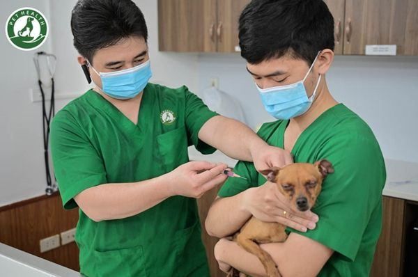 Bệnh viện thú y có dịch vụ tiêm phòng an toàn và hiệu quả
