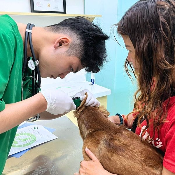 Chó mèo hay gặp các do ký sinh trùng